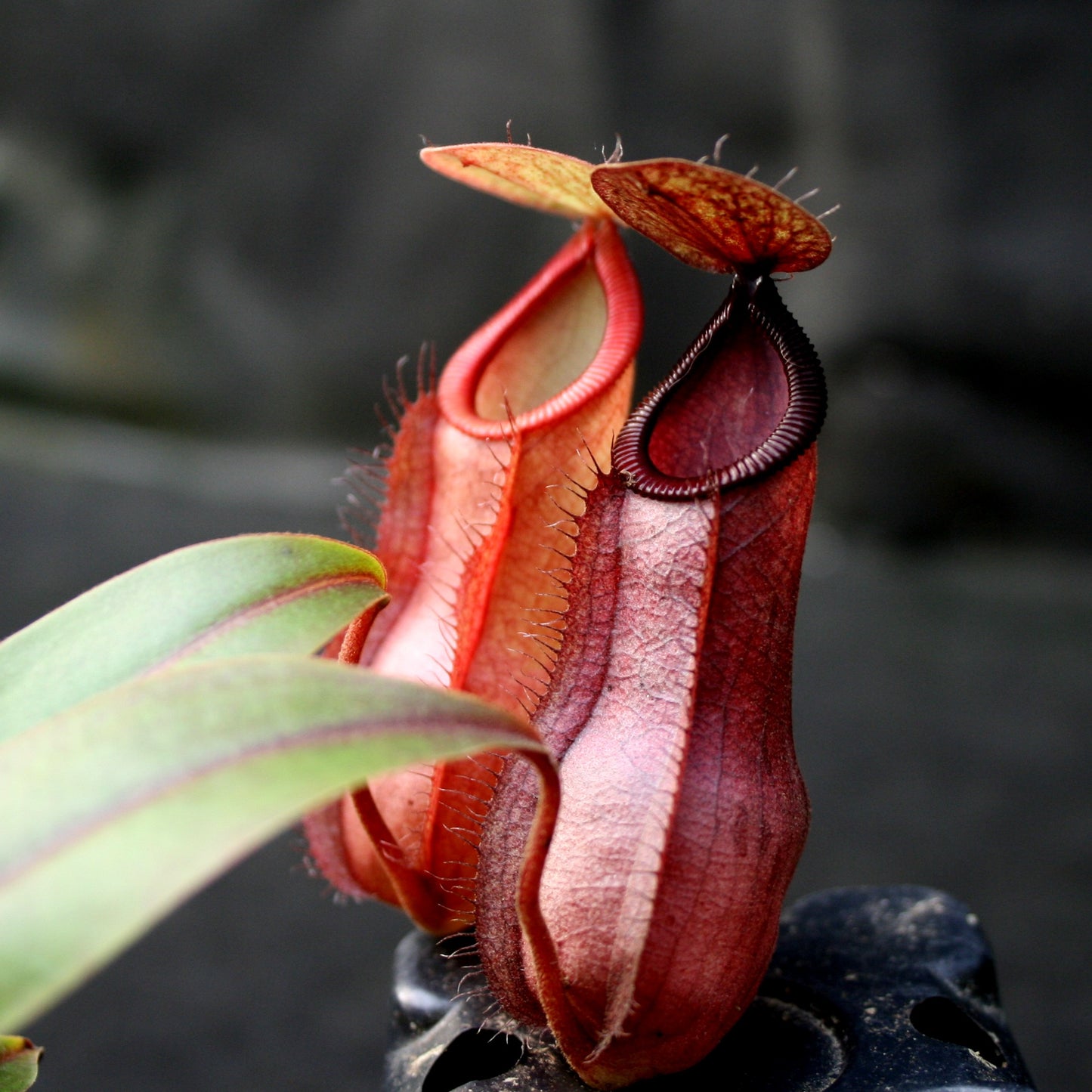 Nepenthes Viking x hamata, CAR-0098