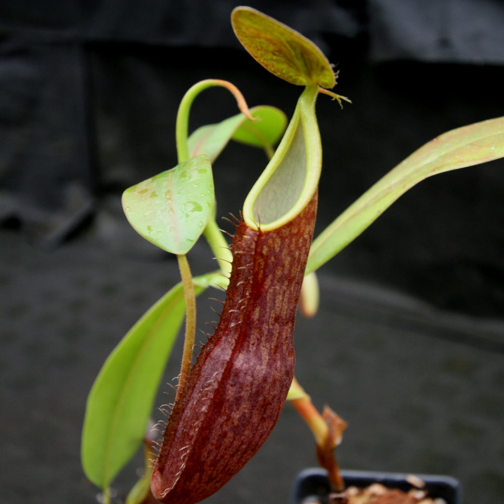 Nepenthes sanguinea