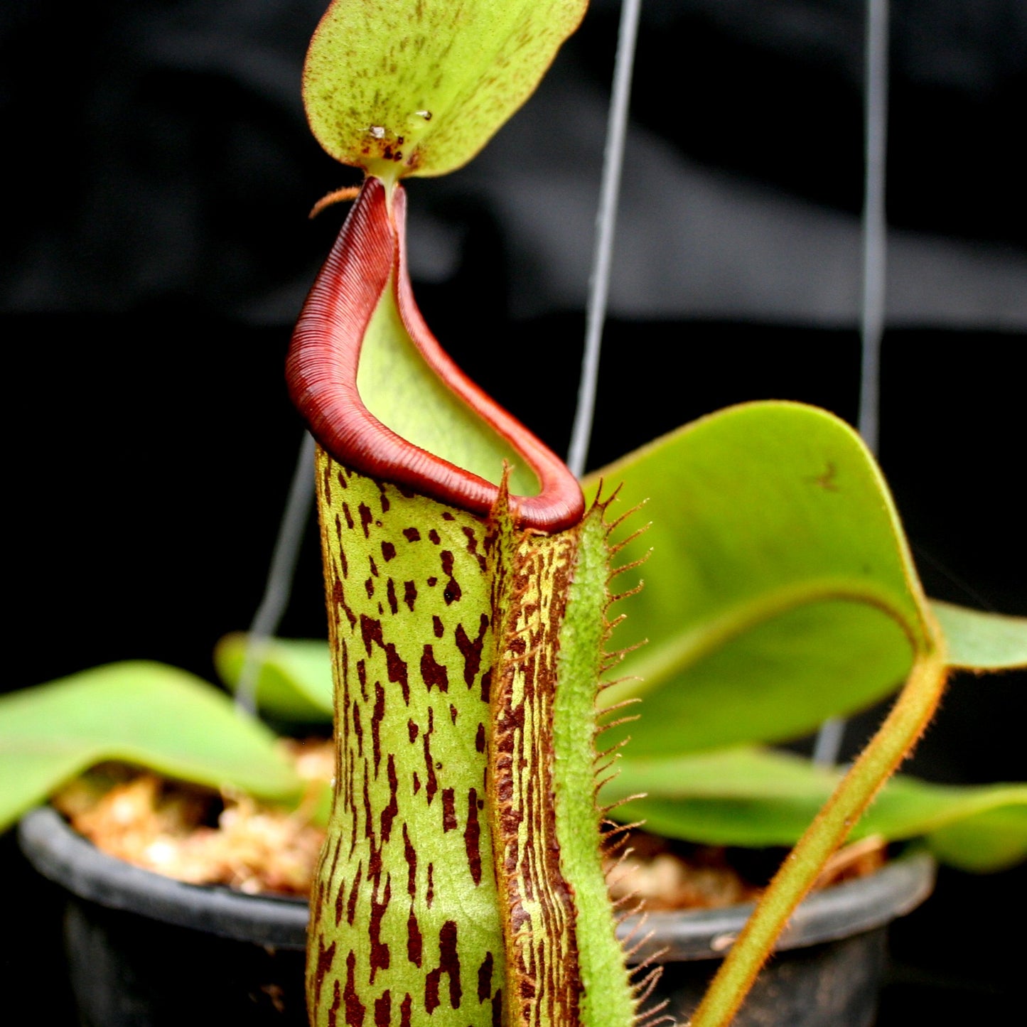 Nepenthes (maxima x campanulata) x platychila "white", CAR-0089