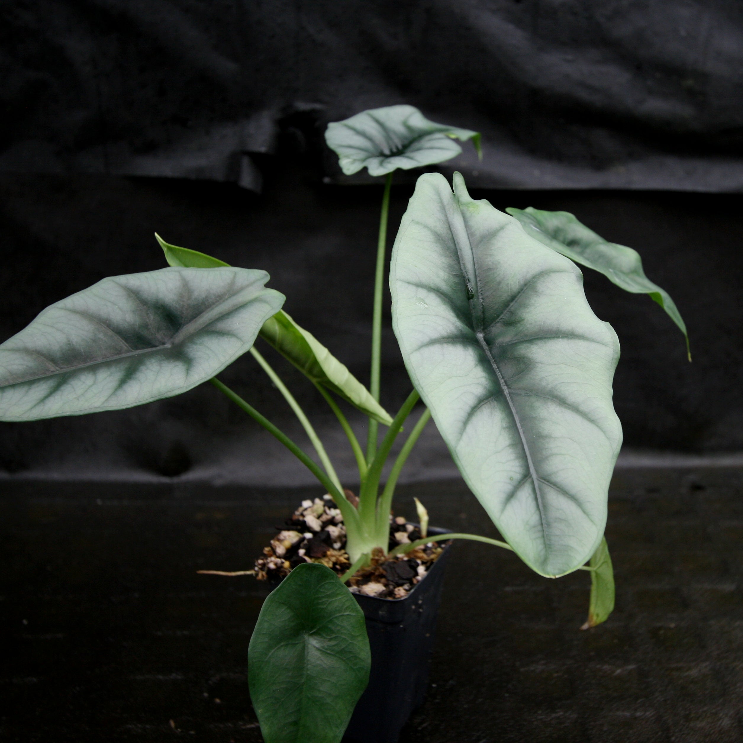 Alocasia reversa – Carnivero