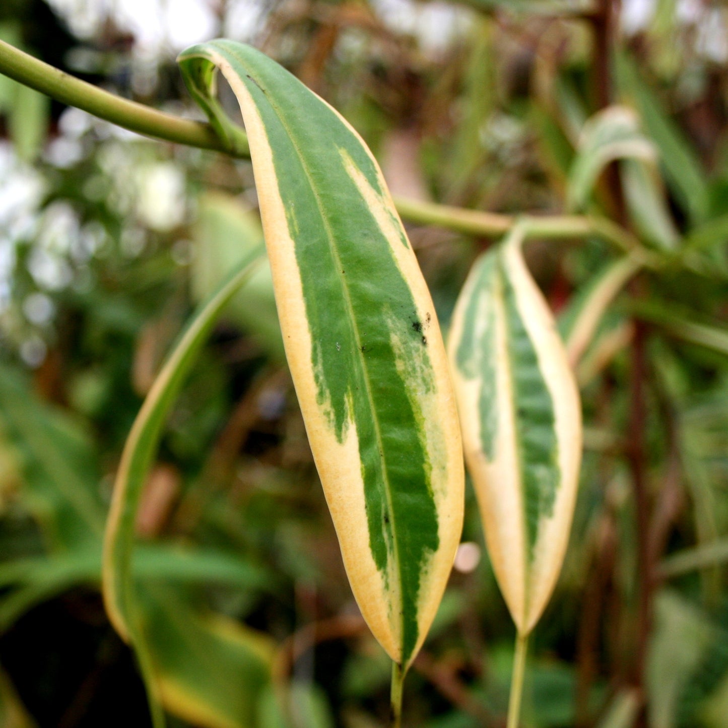 Nepenthes graciliflora variegated