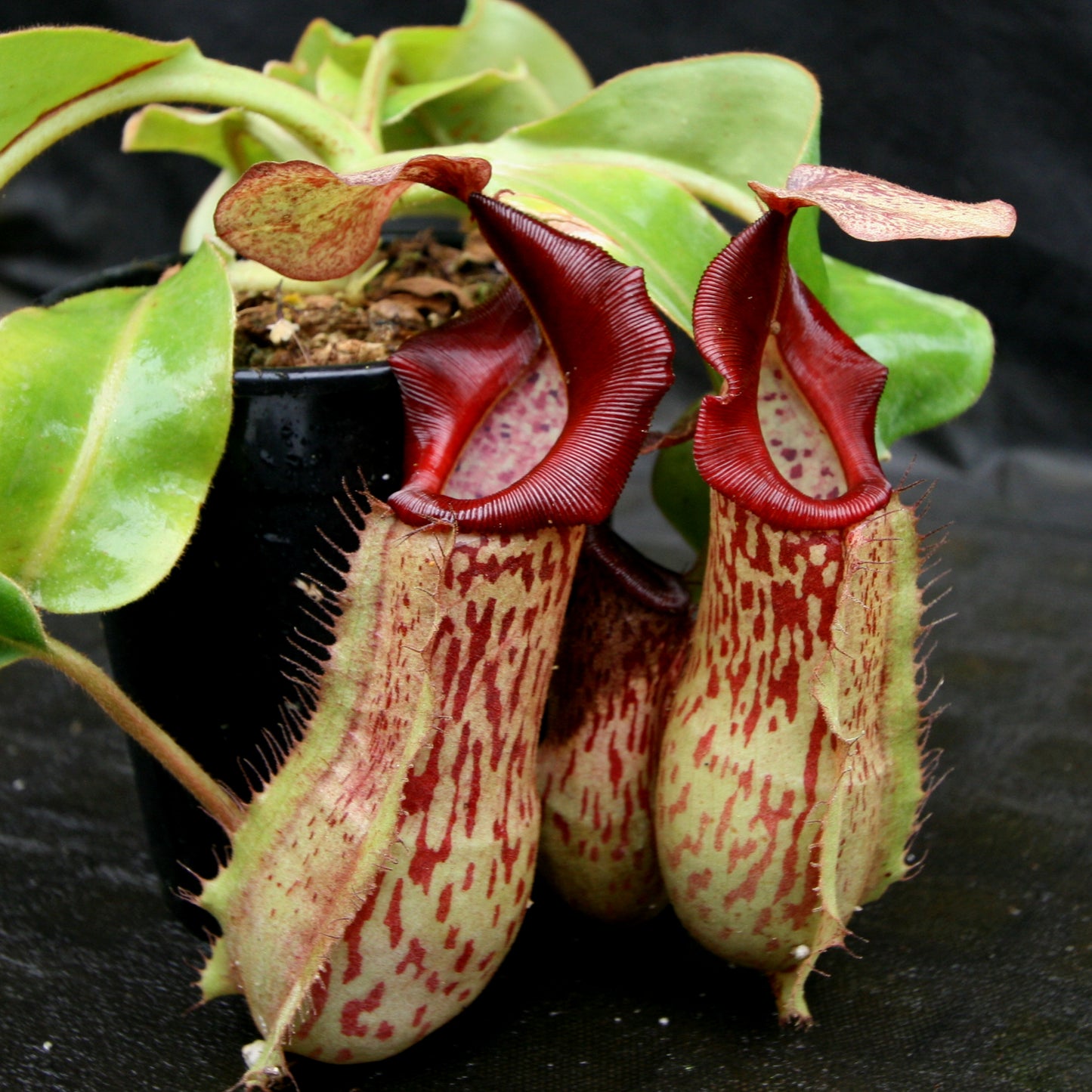 Nepenthes veitchii JB x (spathulata x truncata), CAR-0177