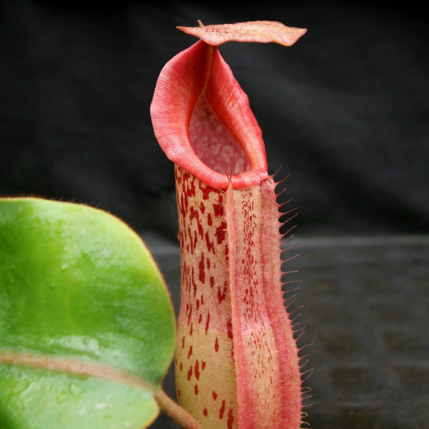 Nepenthes veitchii JB x (spathulata x truncata), CAR-0177