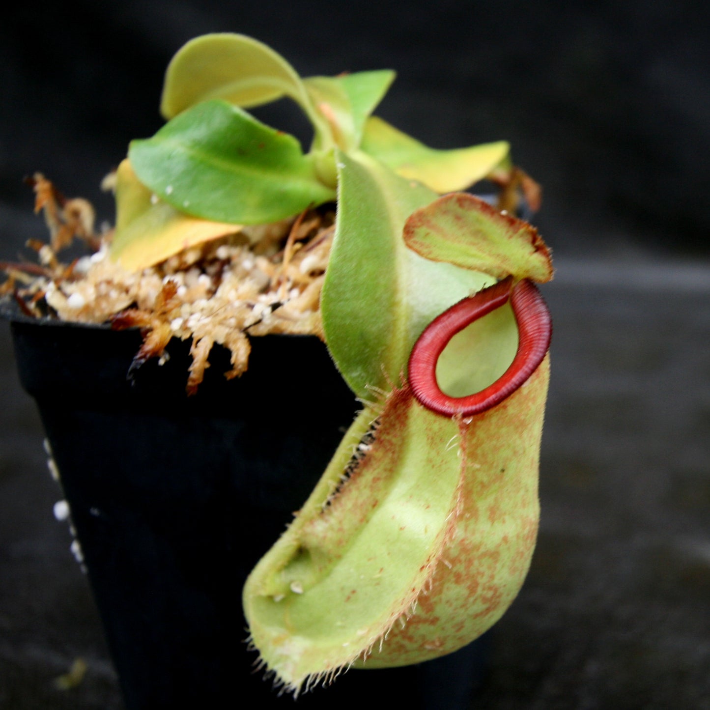 Nepenthes spathulata x ampullaria, BE-4073