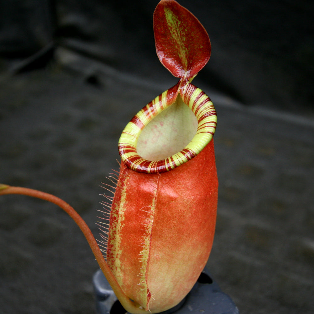 Nepenthes ampullaria x (spectabilis x talangensis), BE-3738