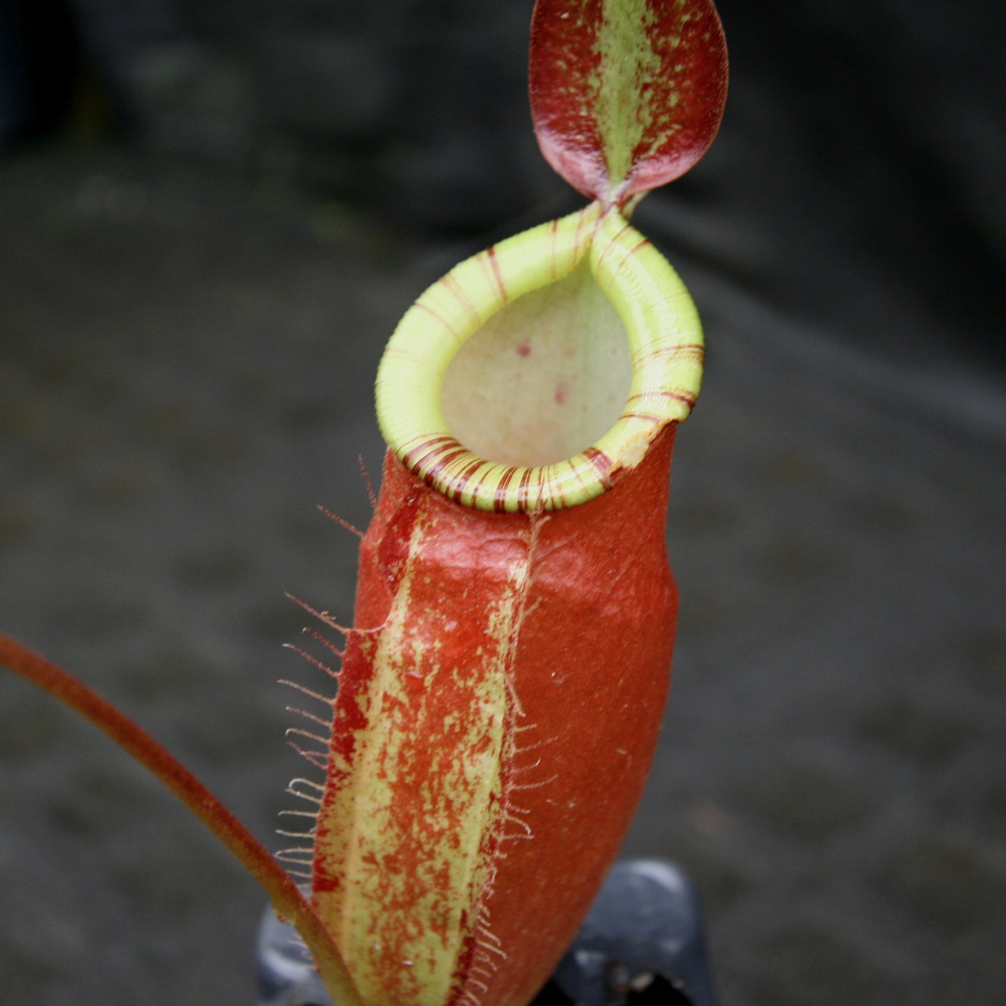 Nepenthes ampullaria x (spectabilis x talangensis), BE-3738