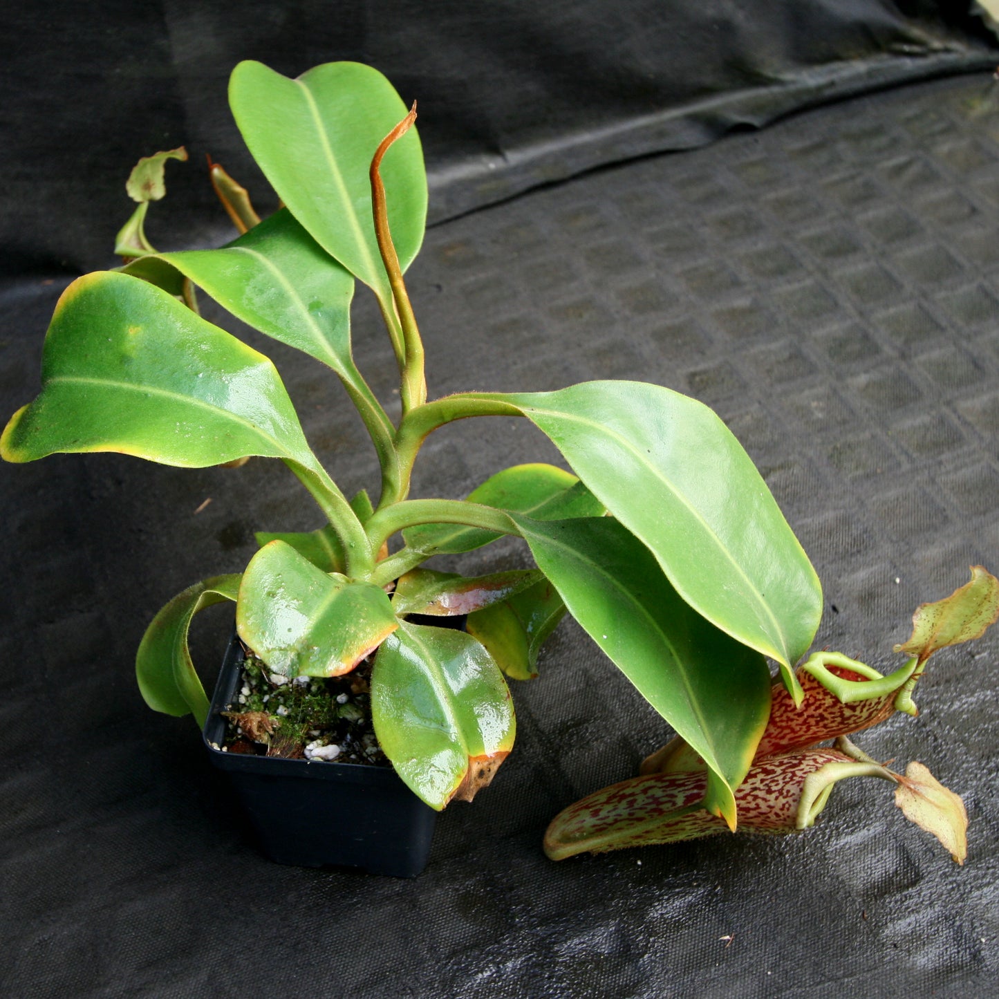 Nepenthes (truncata x campanulata) x platychila "white" , CAR-0090 pitcher plant, carnivorous plant, collectors plant, large pitchers, rare plants