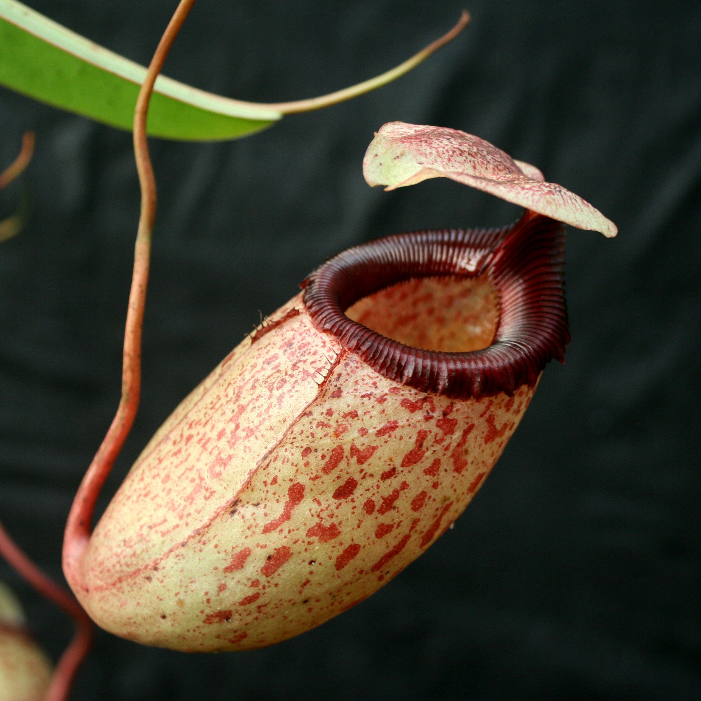 Nepenthes sibuyanensis, BE-3164 – Carnivero