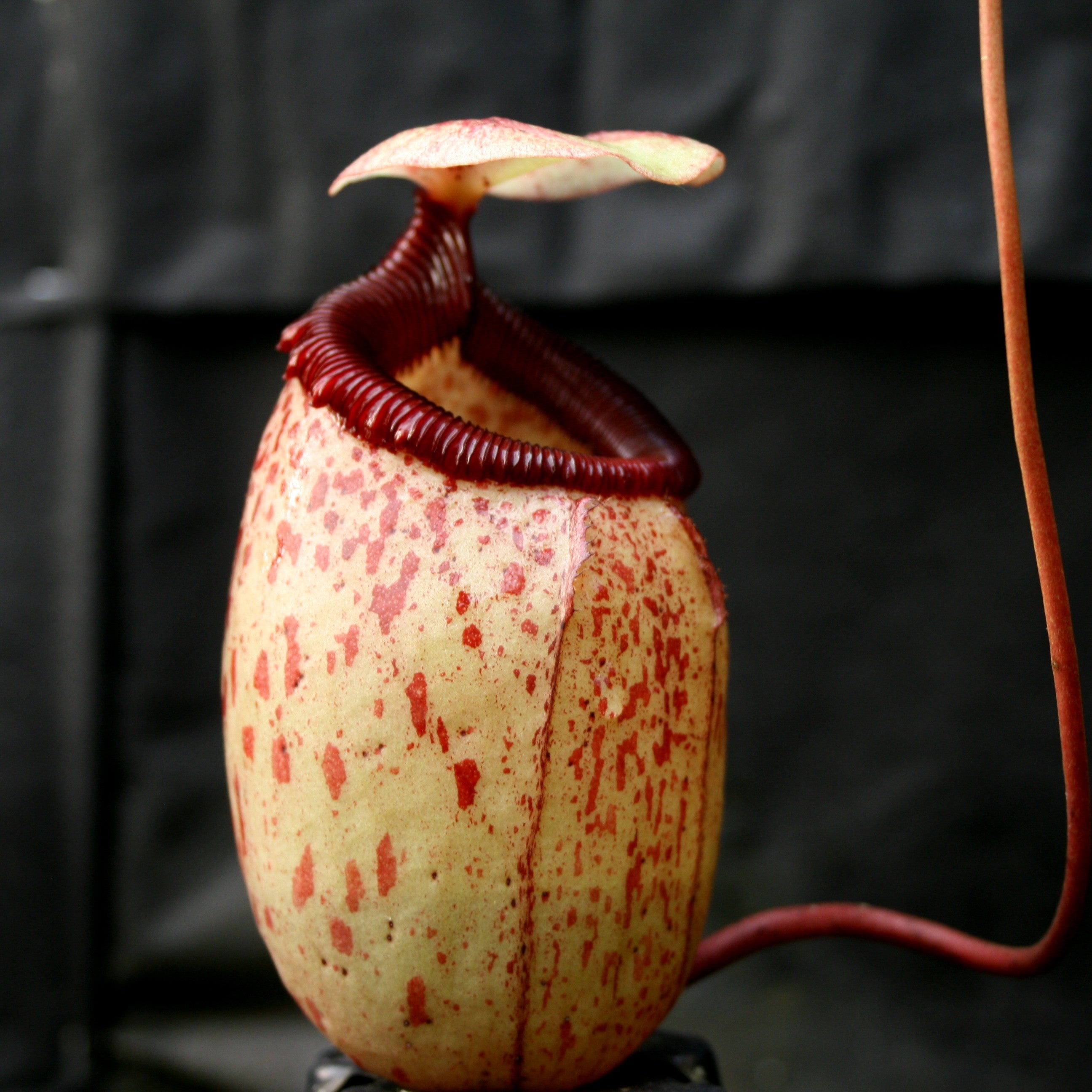 Nepenthes sibuyanensis, BE-3164 – Carnivero