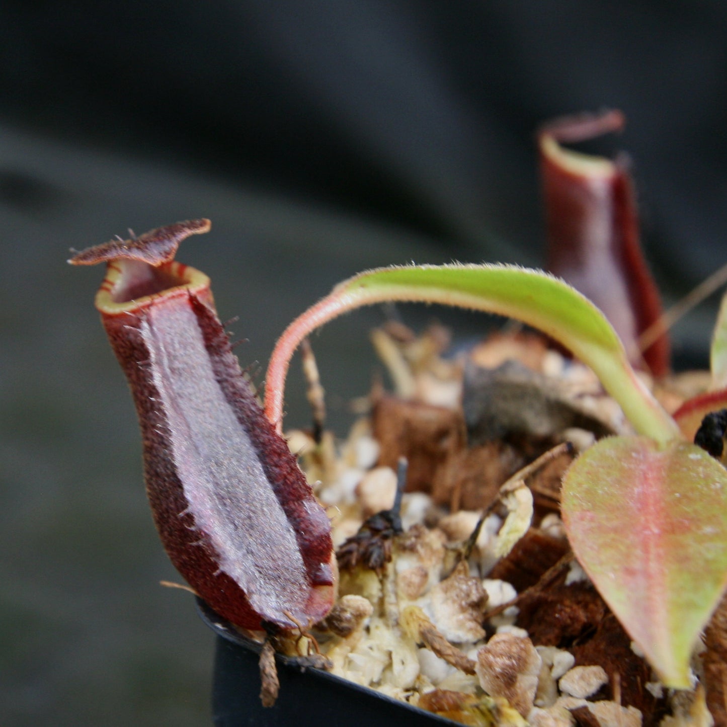 Nepenthes boschiana x lowii