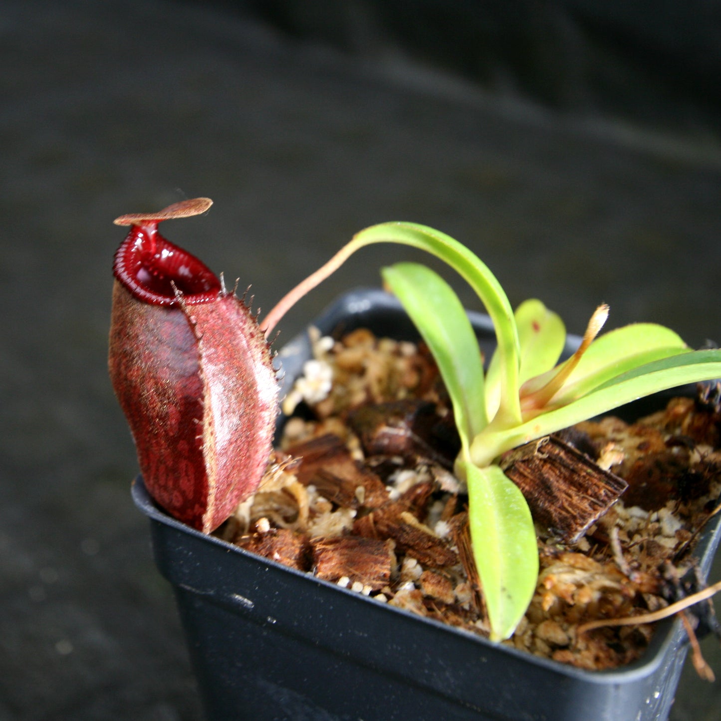 Nepenthes densiflora x aristolochioides, BE-4076, pitcher plant, carnivorous plant, collectors plant, large pitchers, rare plants