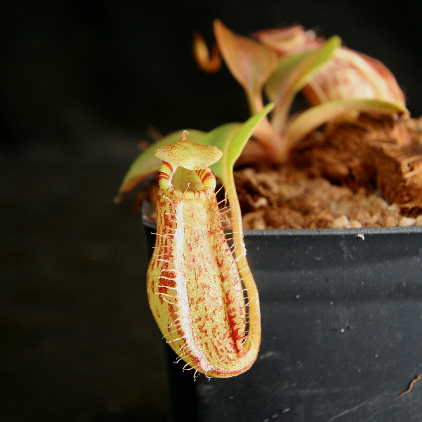 Nepenthes robcantleyi x (aristolochioides x spectabilis) , pitcher plant, carnivorous plant, collectors plant, large pitchers, rare plants 