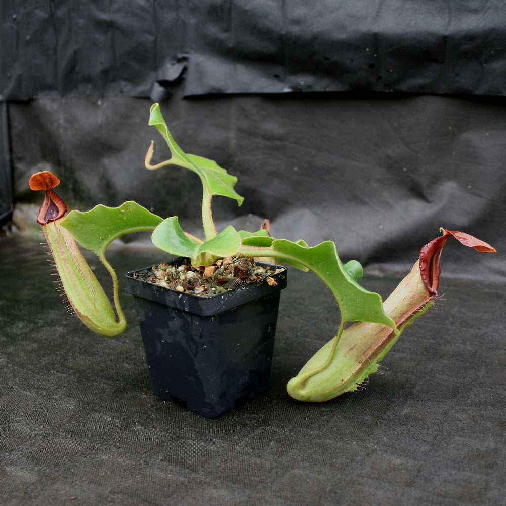 
                      
                        Nepenthes truncata (d) x Pasian Red, CAR-0103
                      
                    