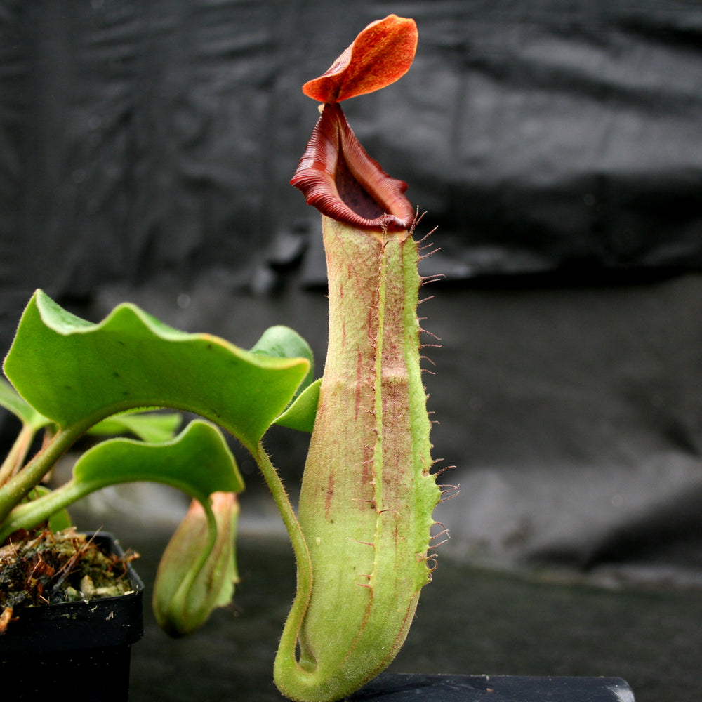 
                      
                        Nepenthes truncata (d) x Pasian Red, CAR-0103
                      
                    