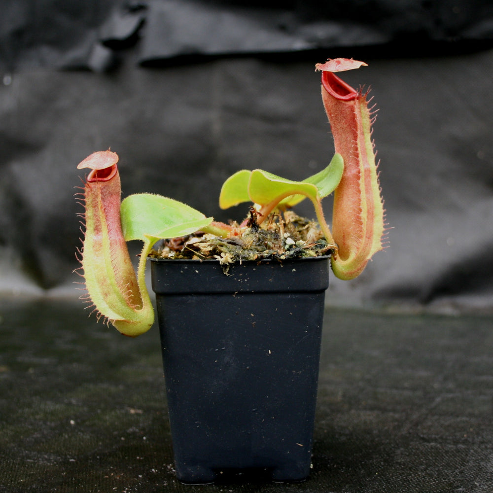 
                      
                        Nepenthes truncata (d) x Pasian Red, CAR-0103
                      
                    