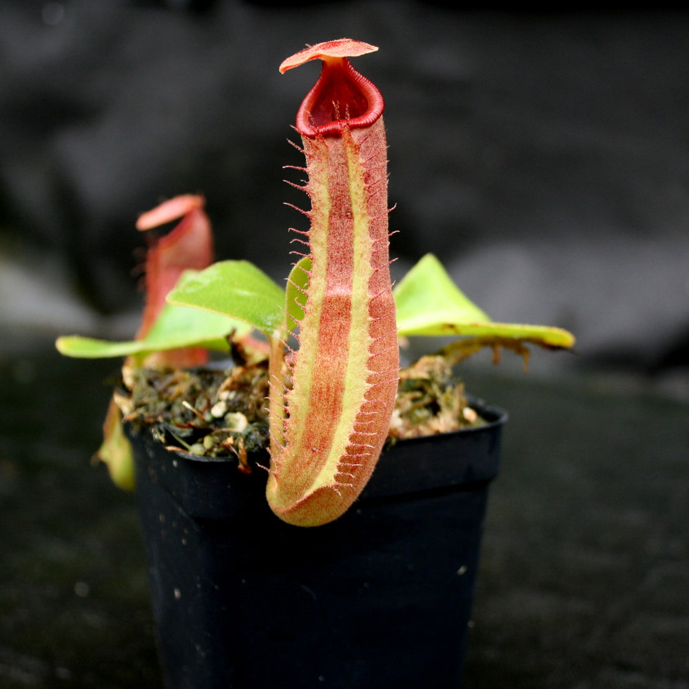 
                      
                        Nepenthes truncata (d) x Pasian Red, CAR-0103
                      
                    