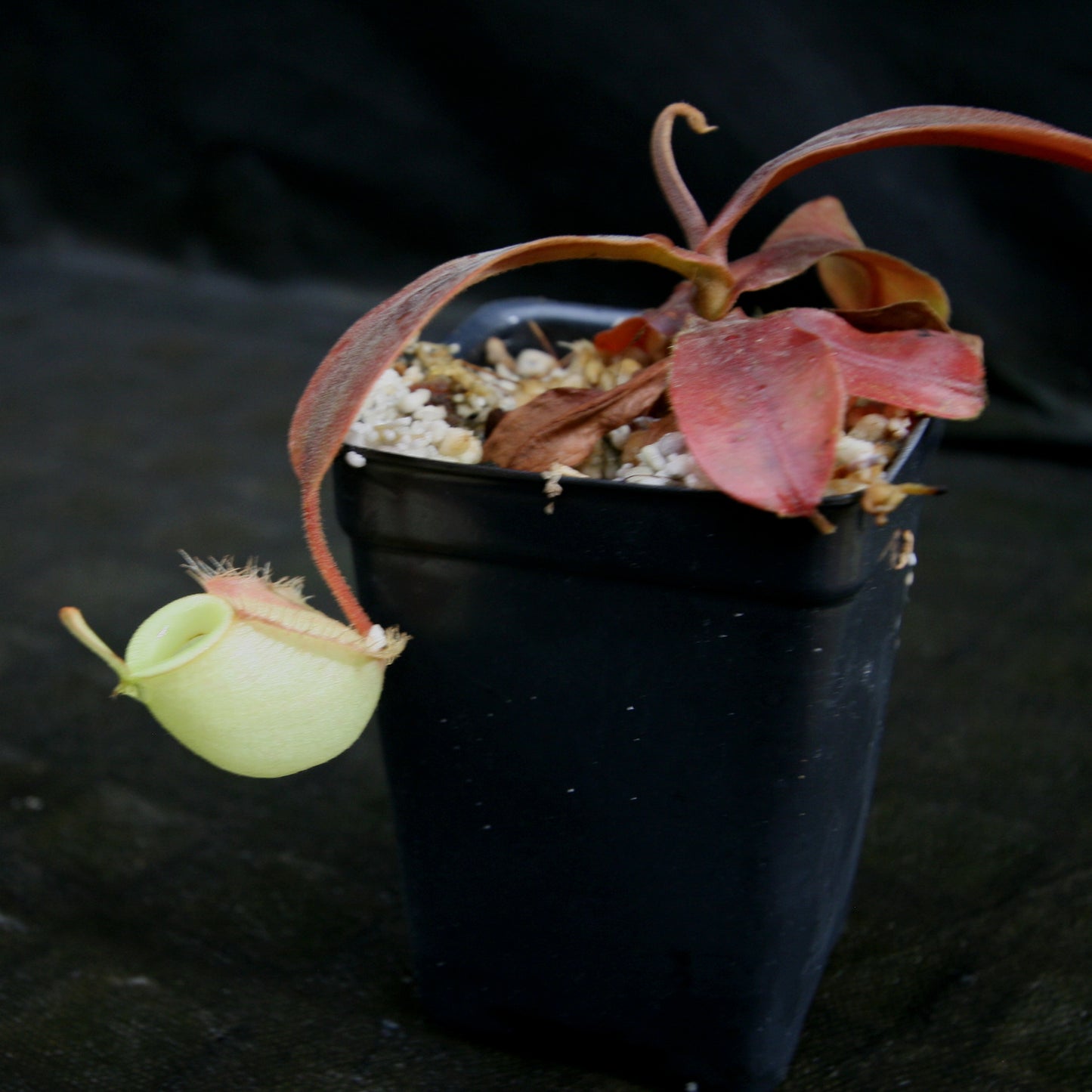 Nepenthes ampullaria, BE-3450