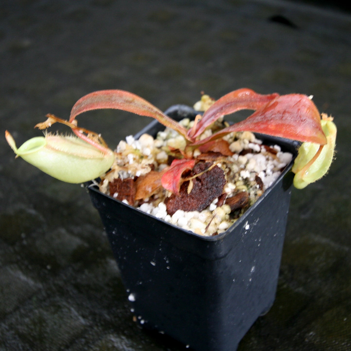 Nepenthes ampullaria, BE-3450