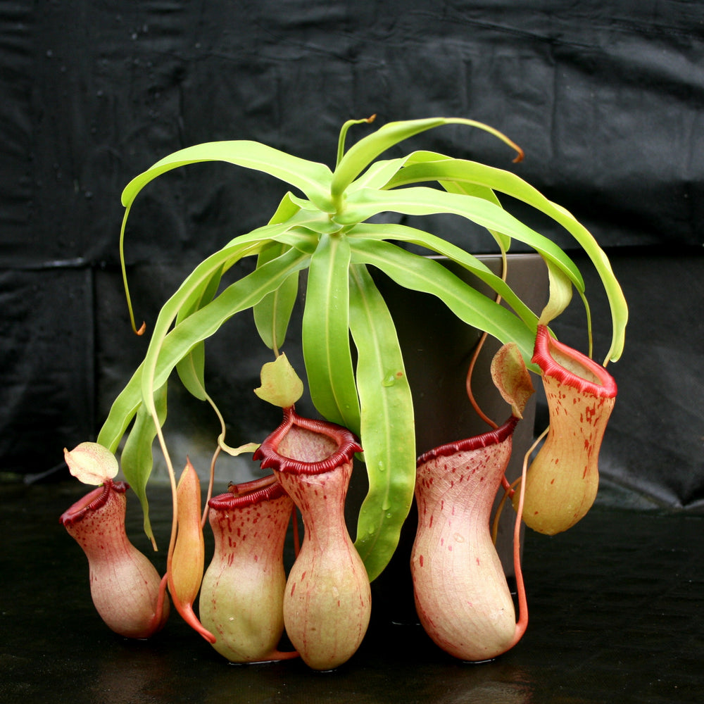 Nepenthes ventricosa (Denver x (k)), CAR-0027