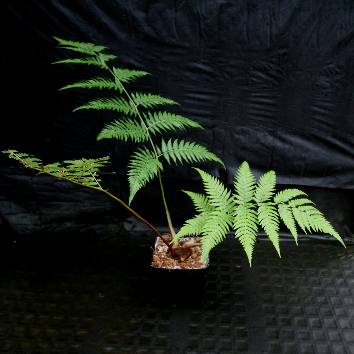 Cibotium barometz, Tree Fern – Carnivero