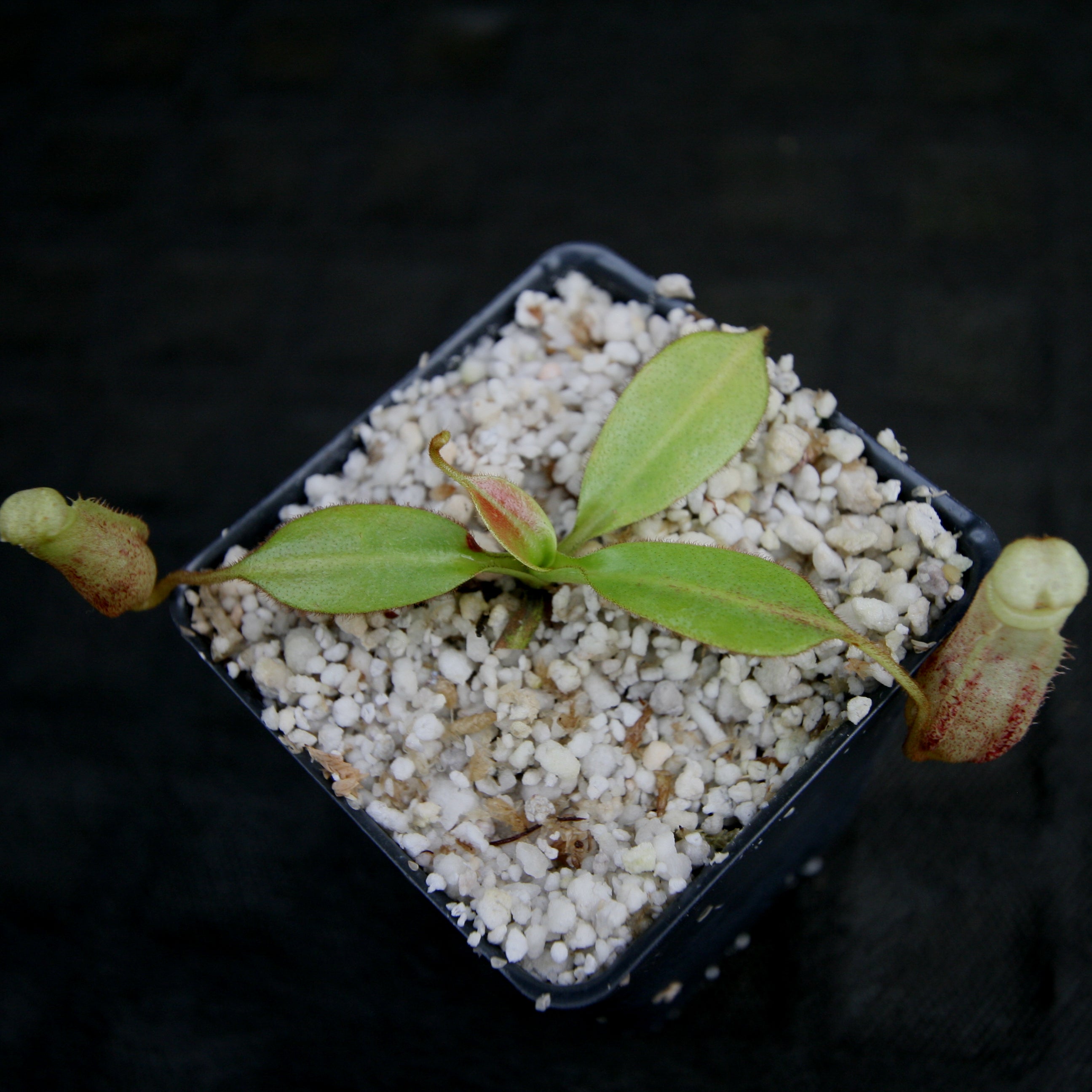 Nepenthes burbidgeae – Carnivero