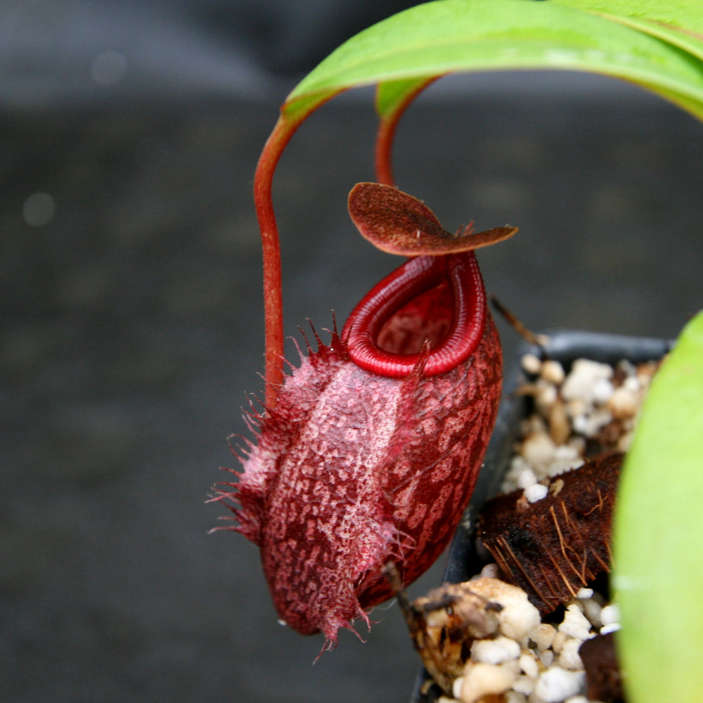 
                      
                        Nepenthes merrilliana x aristolochioides
                      
                    