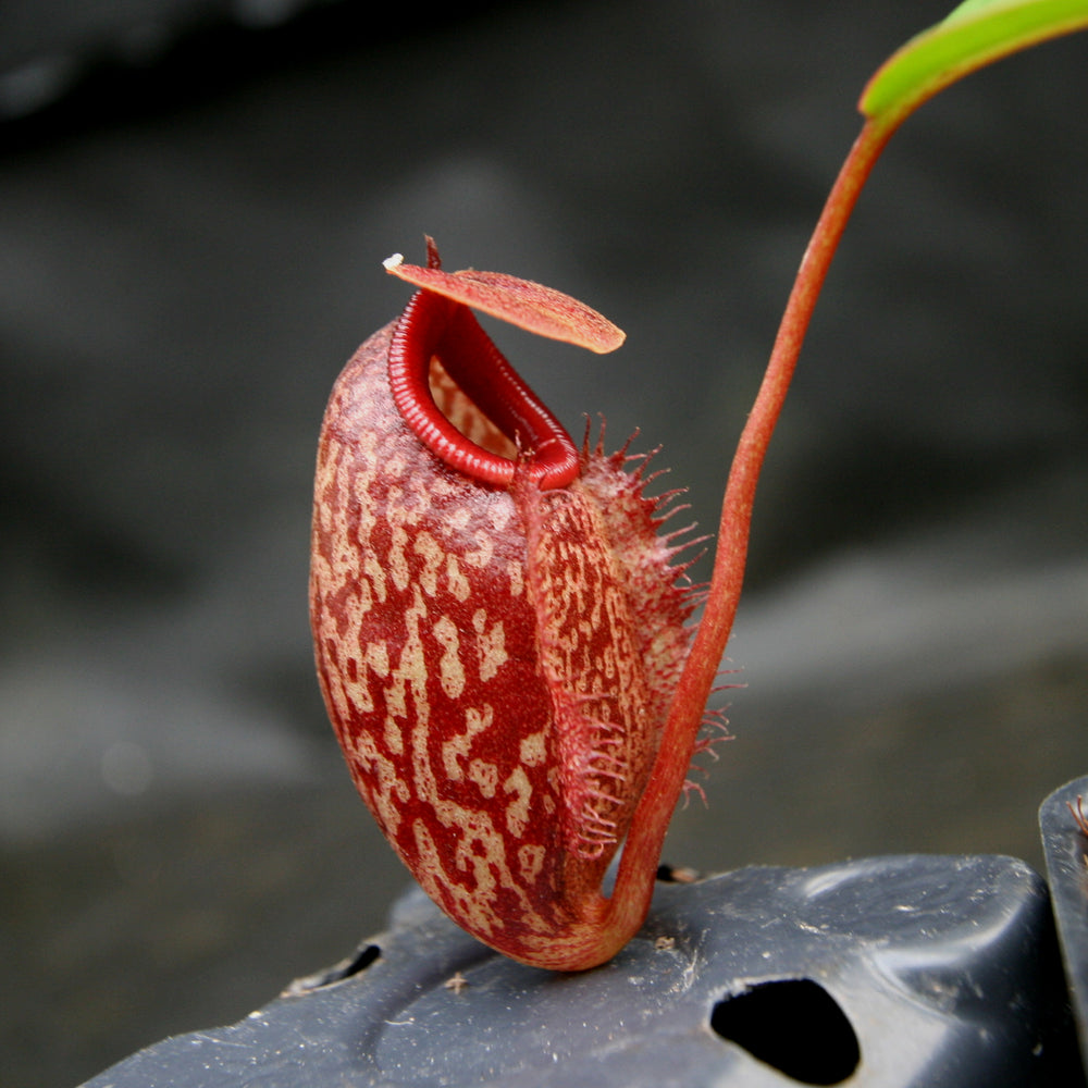 
                      
                        Nepenthes merrilliana x aristolochioides
                      
                    