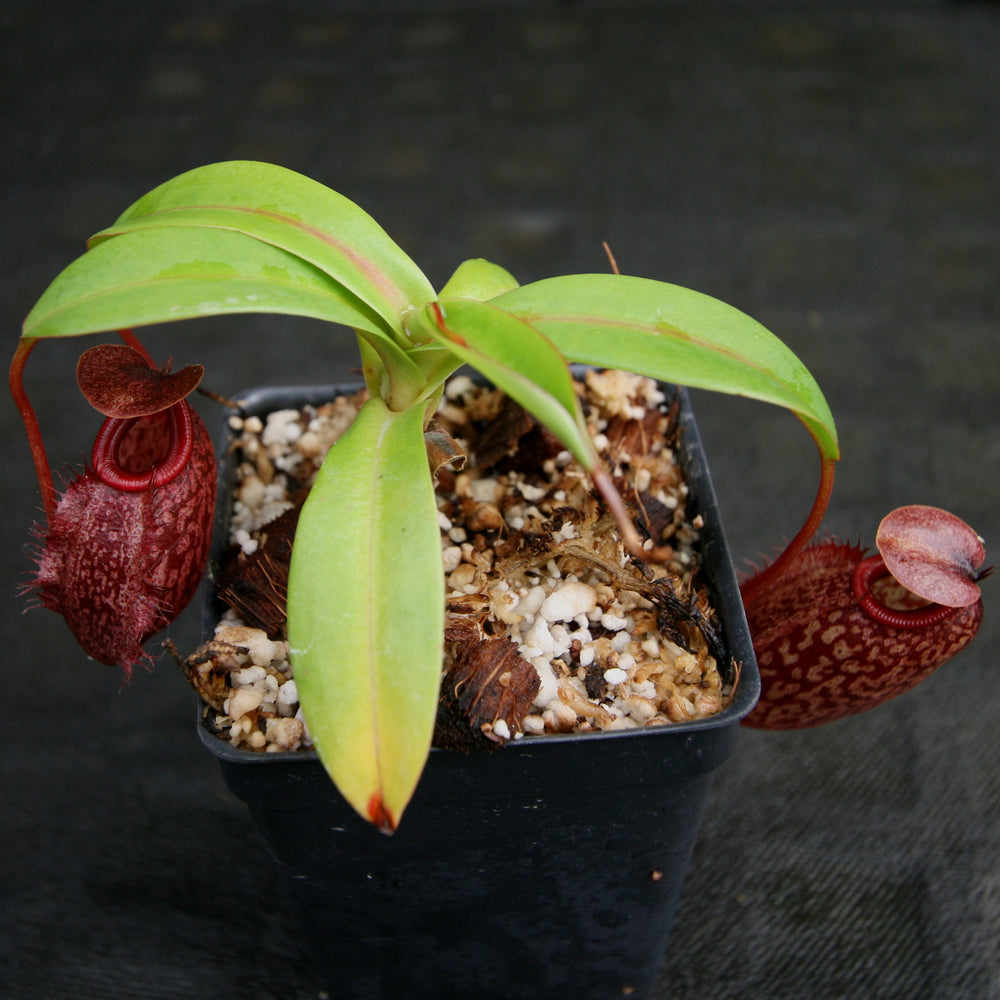 
                      
                        Nepenthes merrilliana x aristolochioides
                      
                    