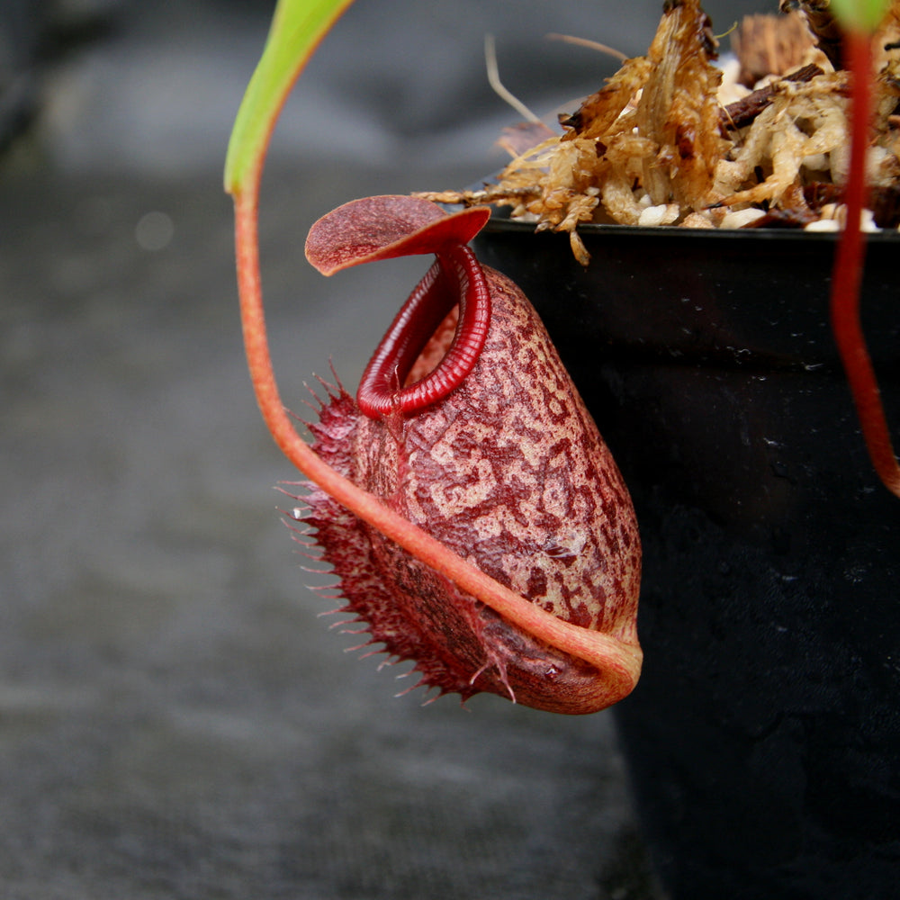 
                      
                        Nepenthes merrilliana x aristolochioides
                      
                    