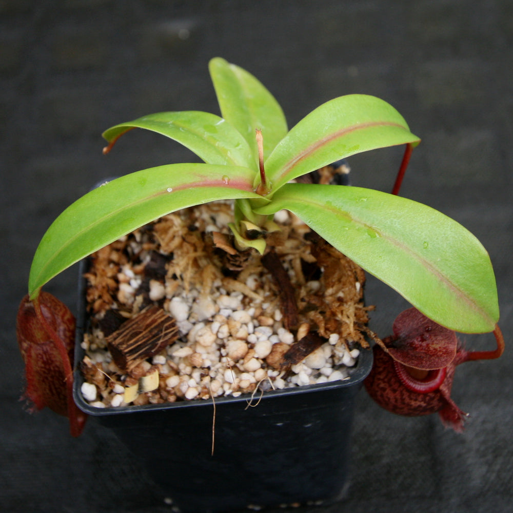 
                      
                        Nepenthes merrilliana x aristolochioides
                      
                    