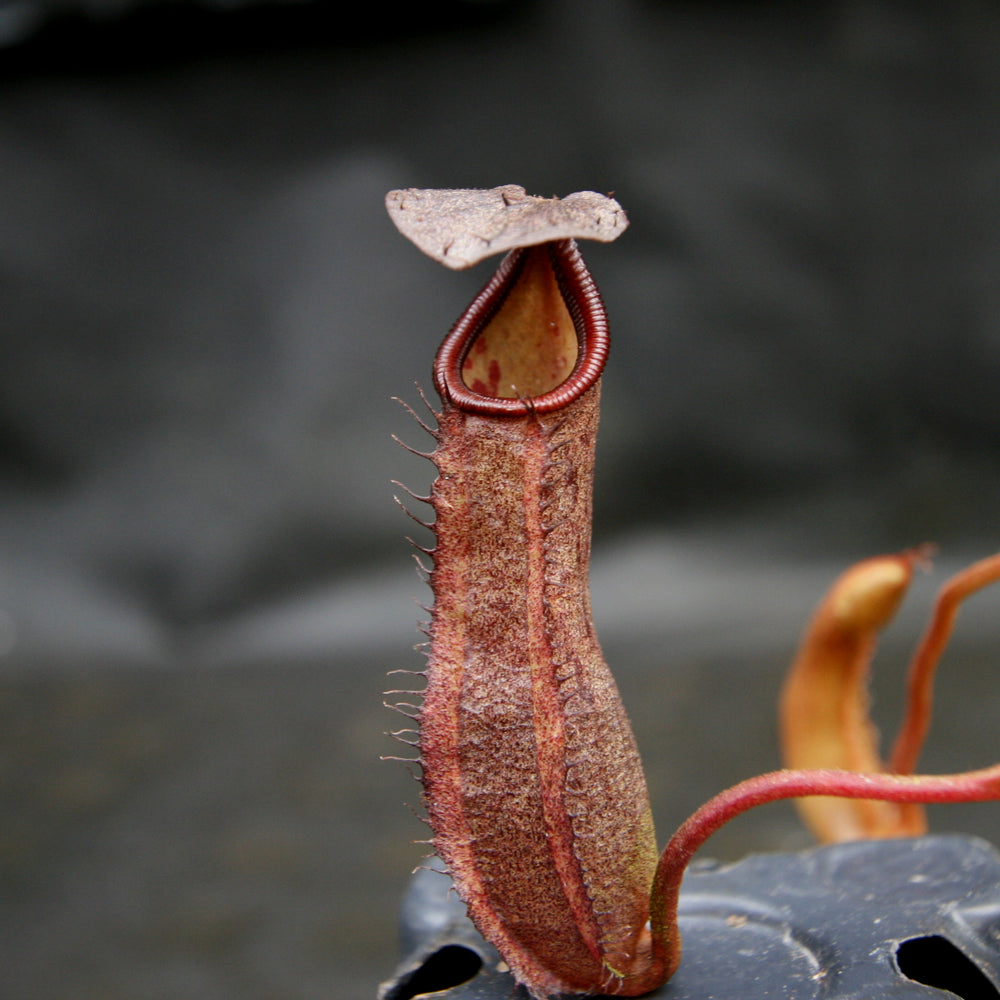 Nepenthes ramispina x robcantleyi