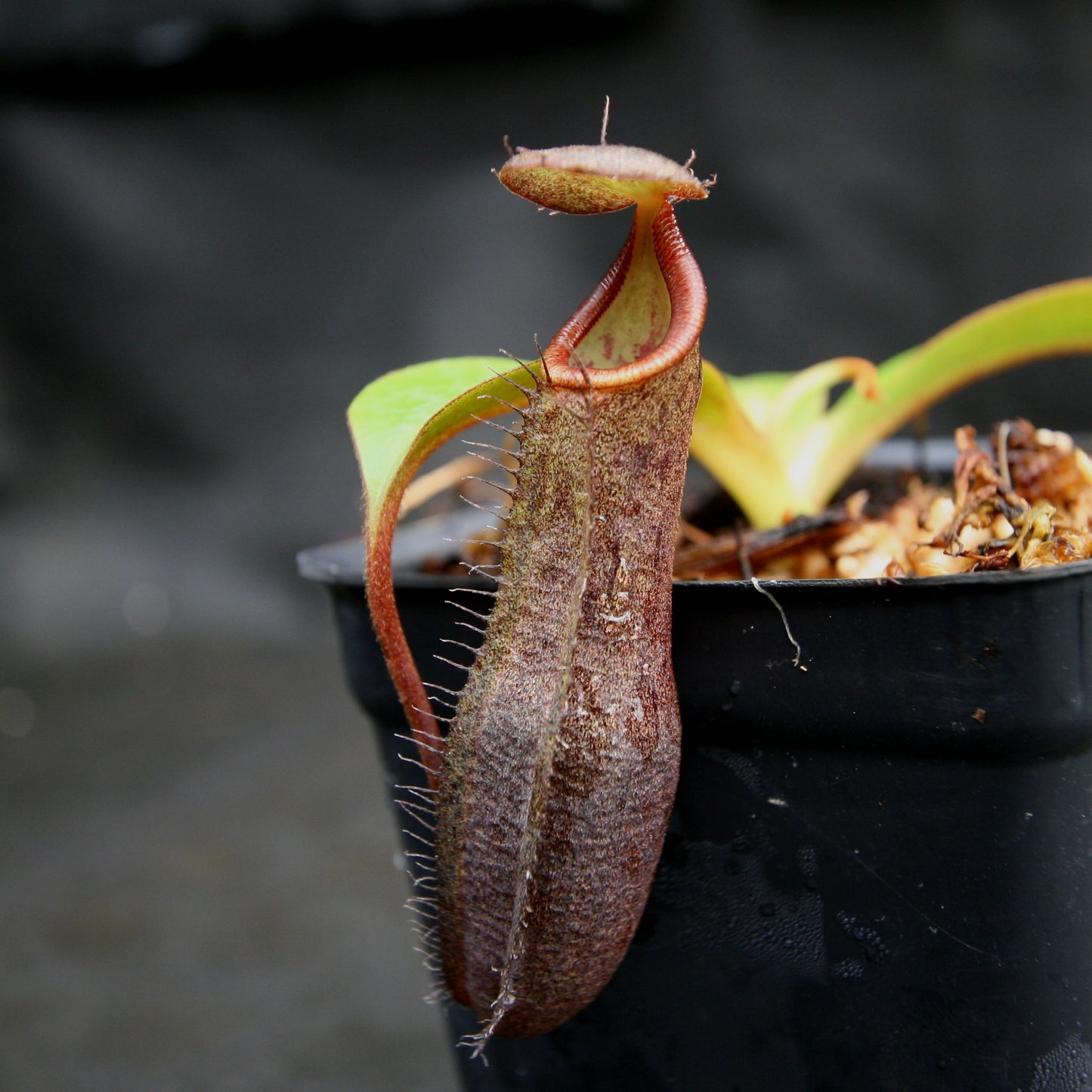 Nepenthes ramispina x robcantleyi