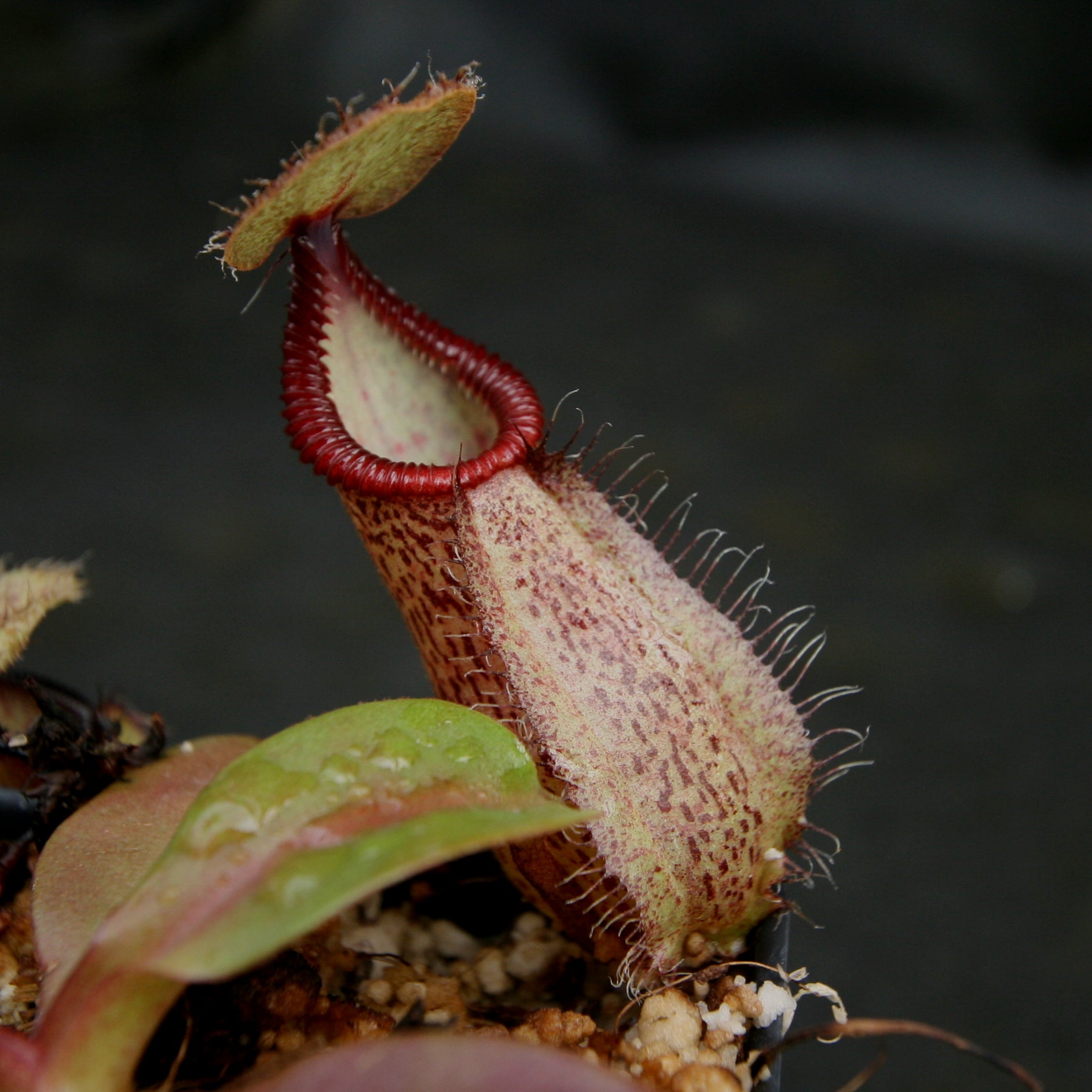 Nepenthes robcantleyi x hamata – Carnivero