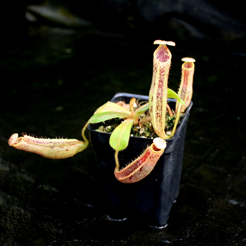 
                      
                        Nepenthes veitchii x platychila, BE-3213
                      
                    