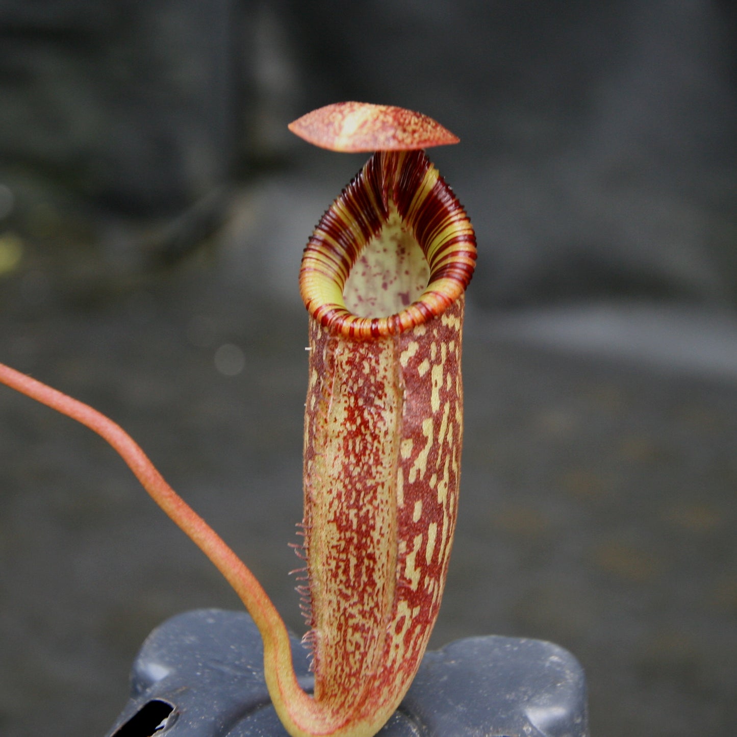 Nepenthes talangensis x spectabilis, pitcher plant, carnivorous plant, collectors plant, large pitchers, rare plants