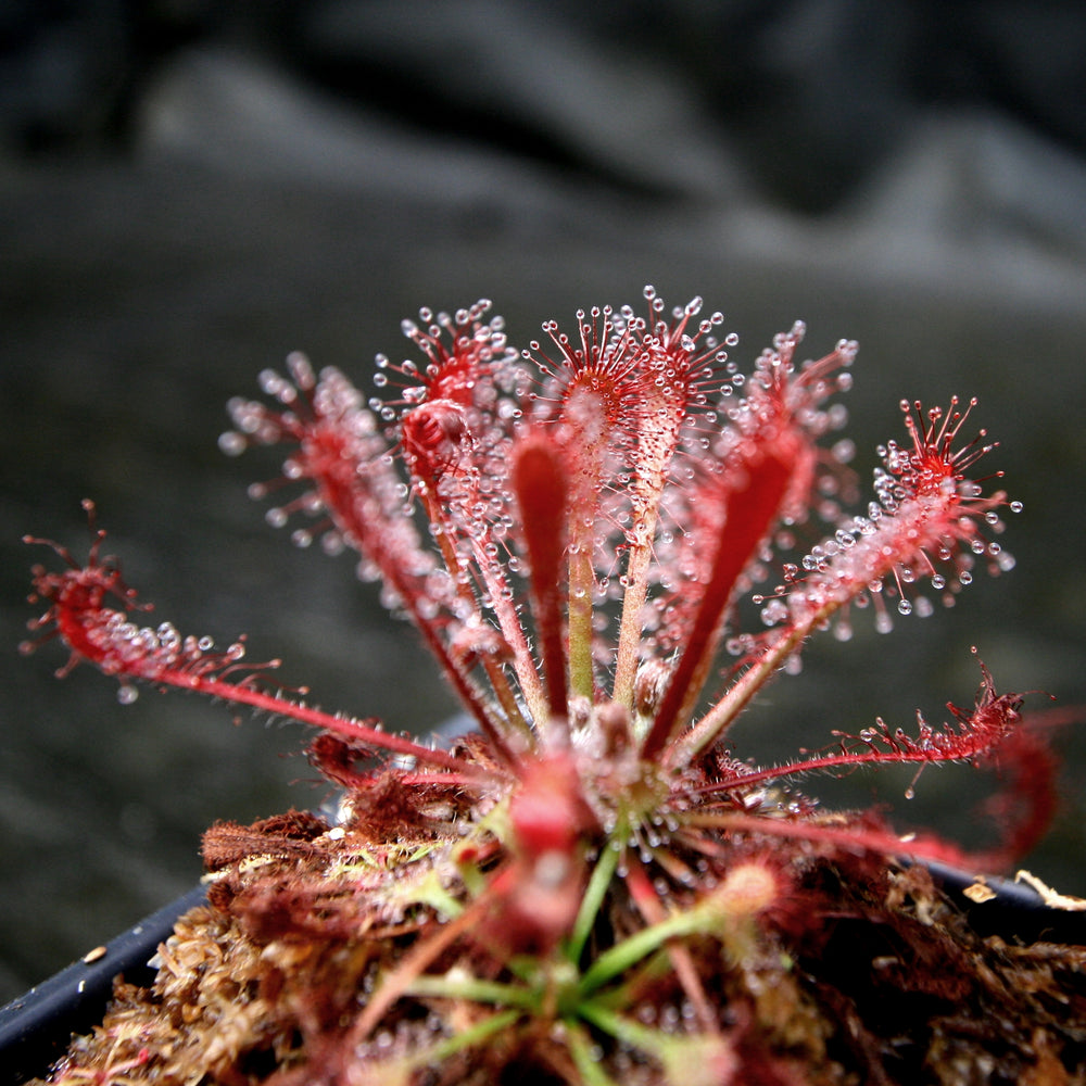 Drosera oblanceolata sundew