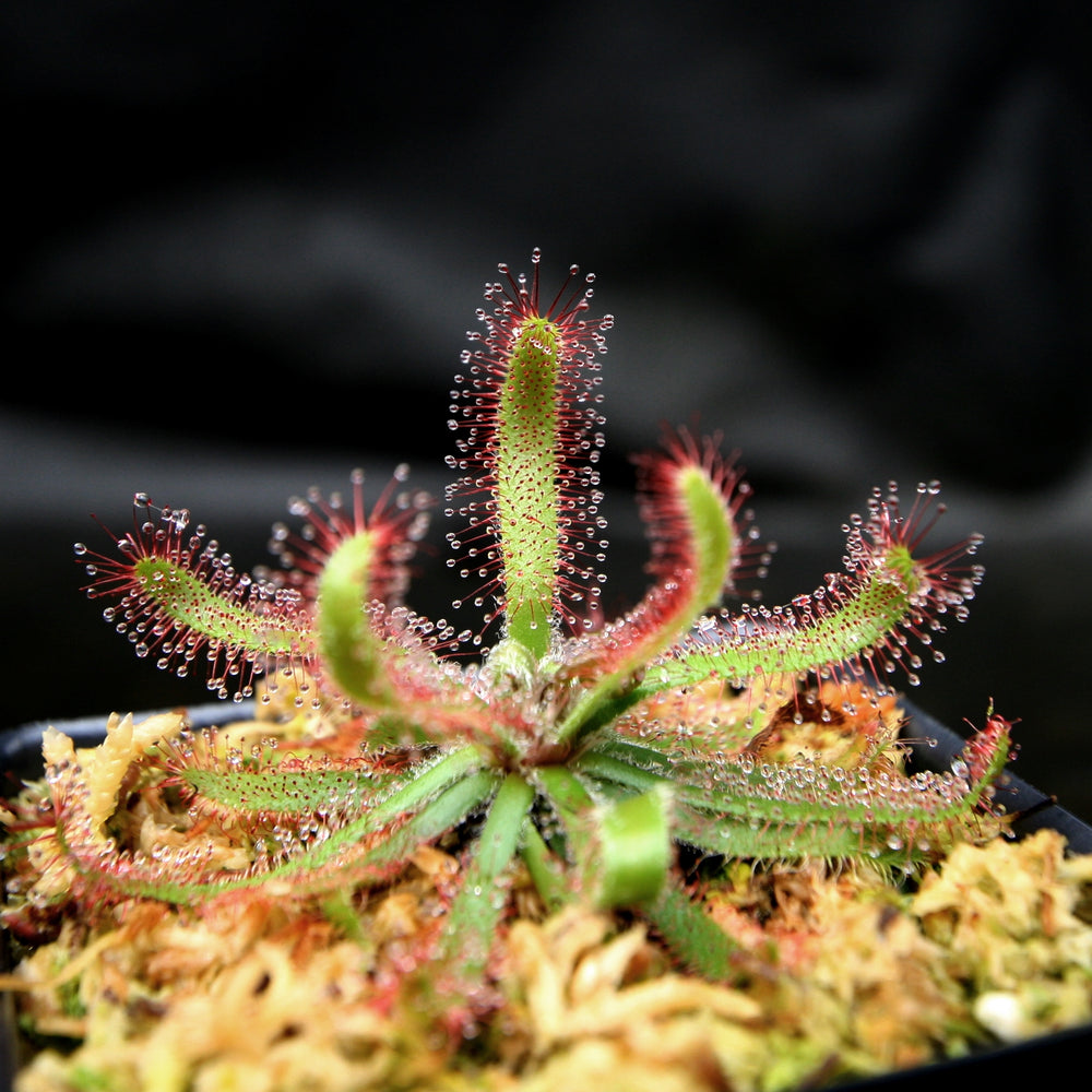 Drosera latifolia, Broad leaf sundew