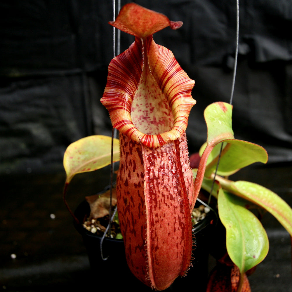 Nepenthes (spathulata x spectabilis) 