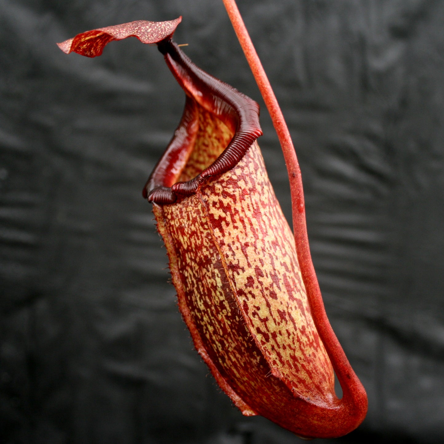 Nepenthes maxima x sibuyanensis - DM040