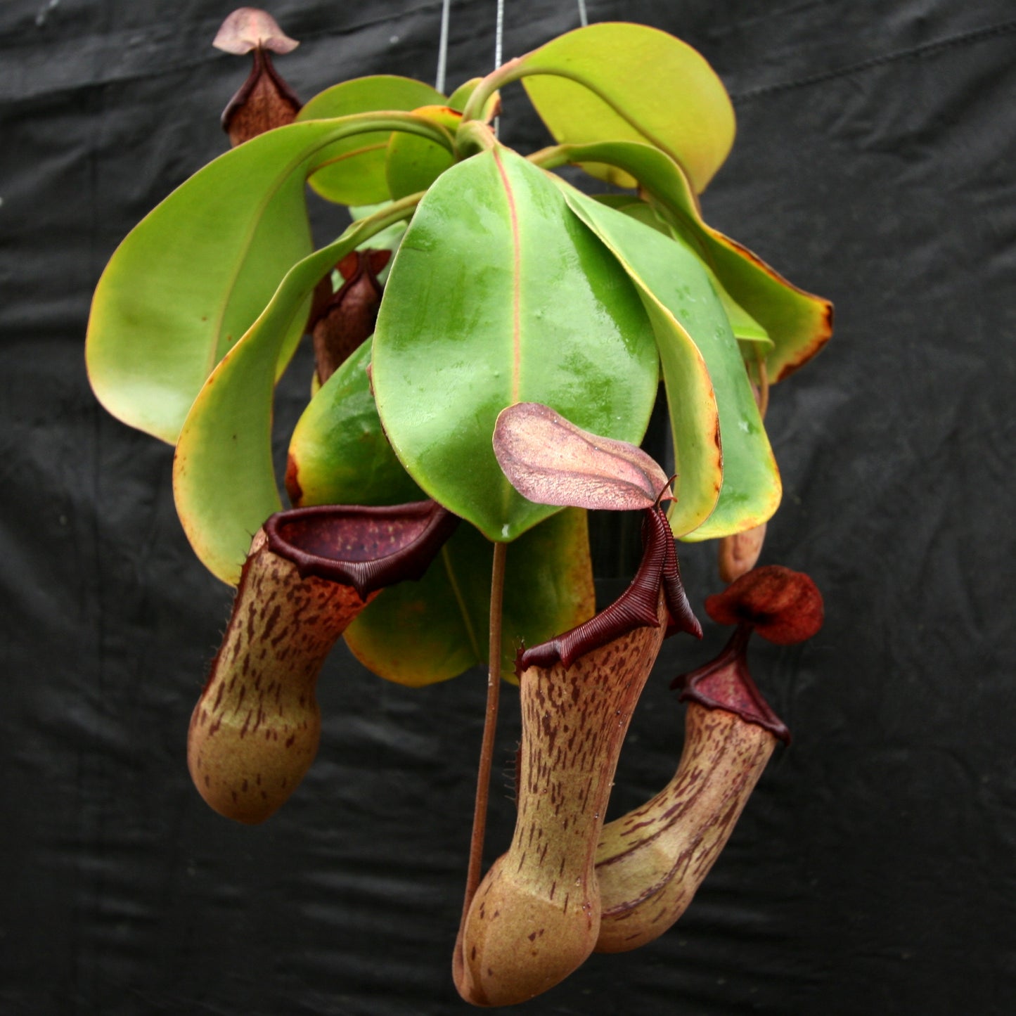 Nepenthes (truncata x campanulata) x boschiana, CAR-0197