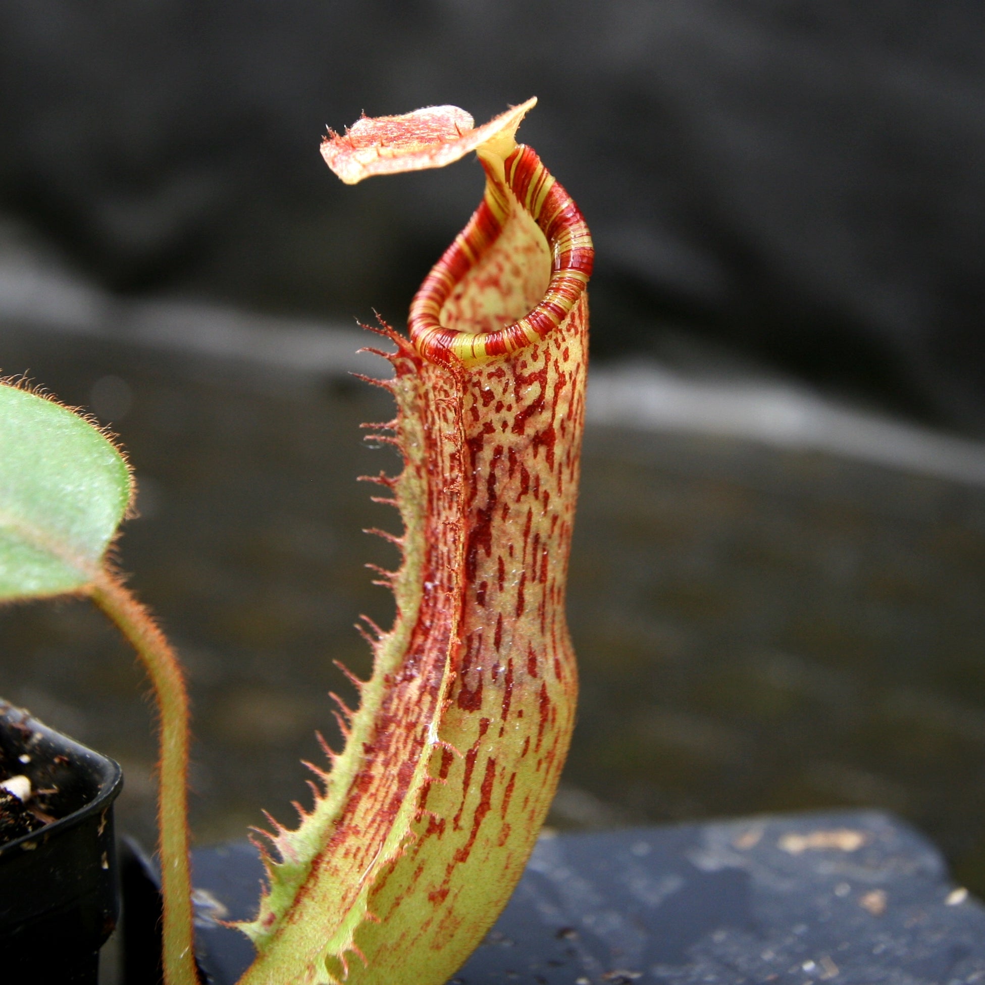 Nepenthes (veitchii x lowii) x platychila, BE-3920 – Carnivero