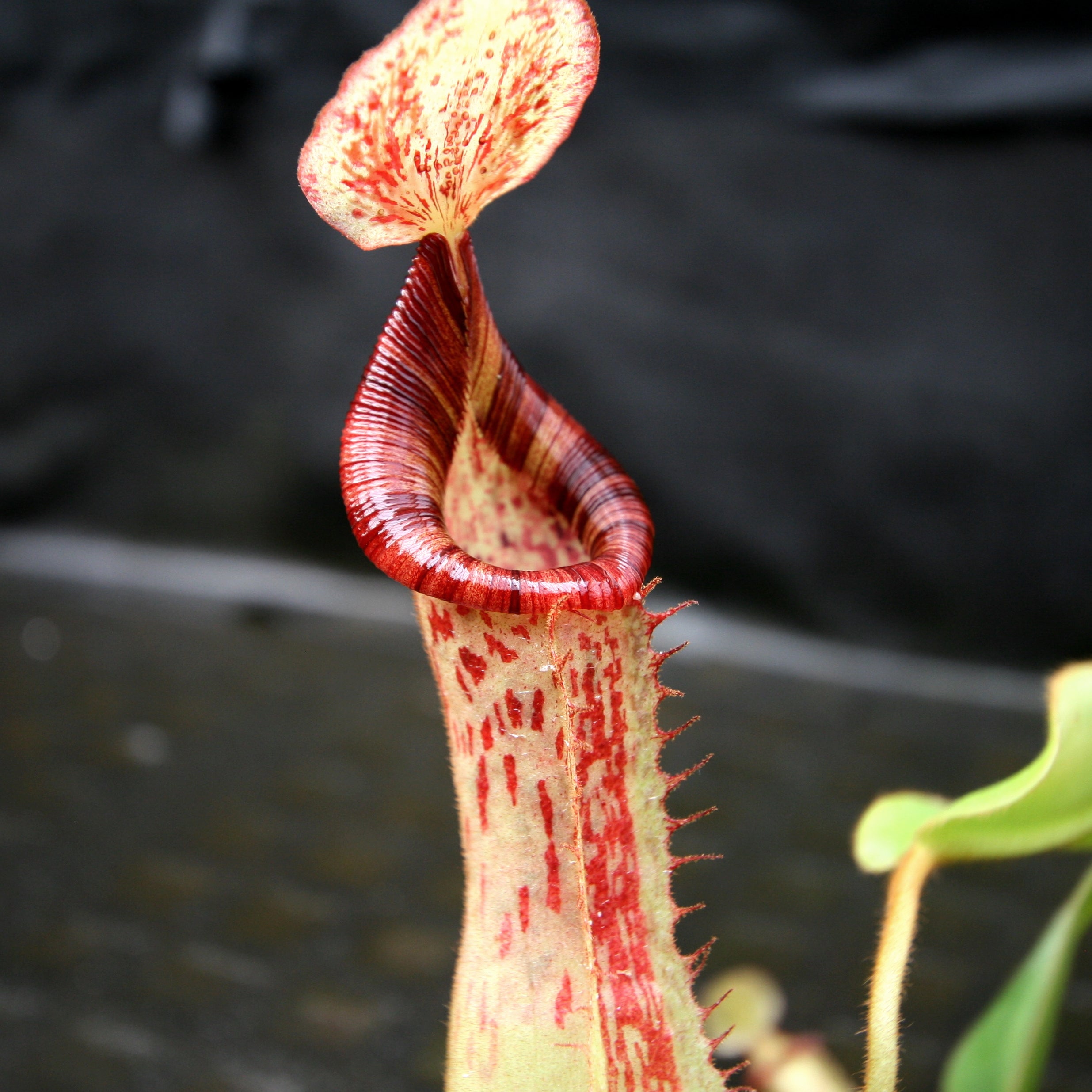 Nepenthes (veitchii x lowii) x platychila, BE-3920 – Carnivero