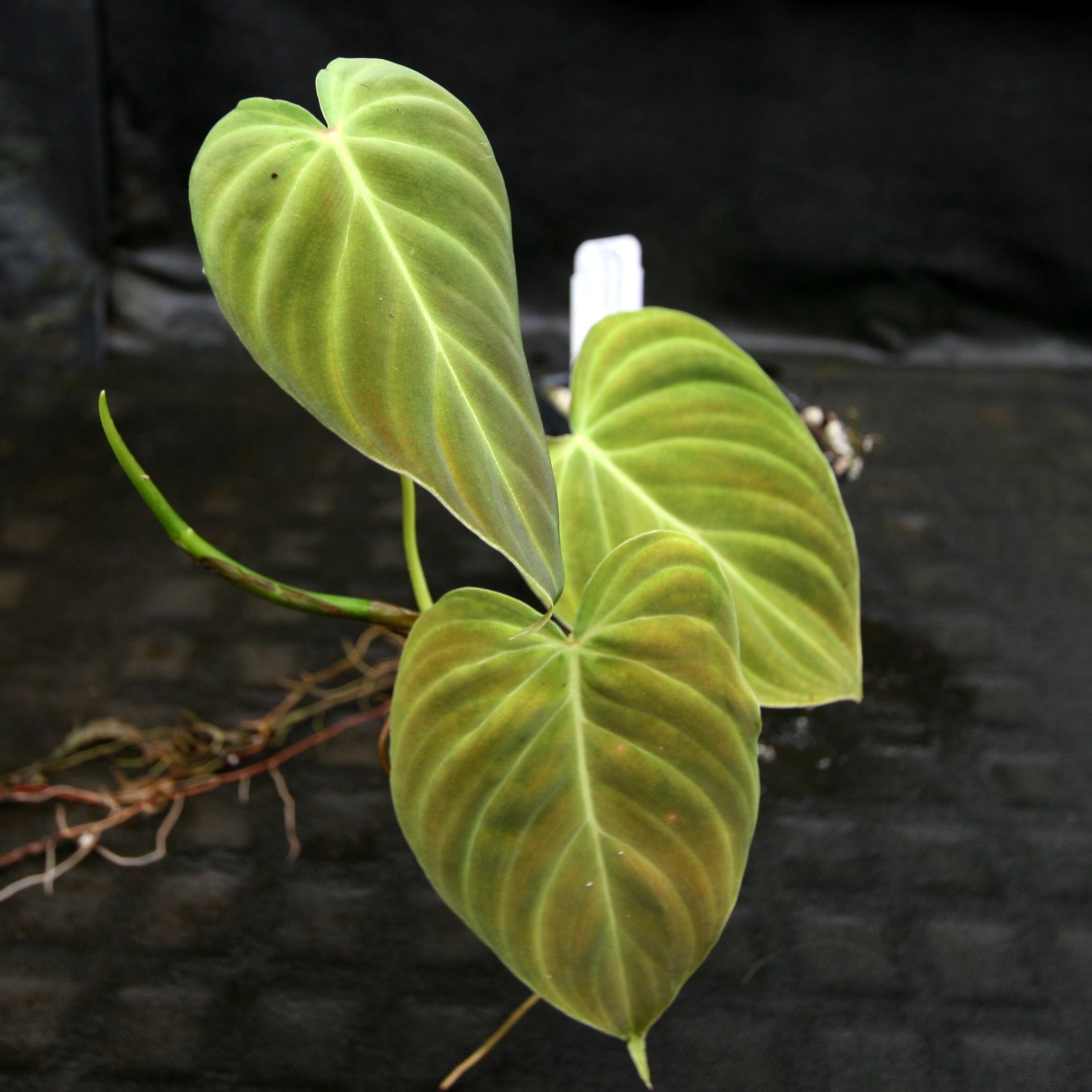 Philodendron Splendid popular (Verrucosum x Melanochrysum) V07