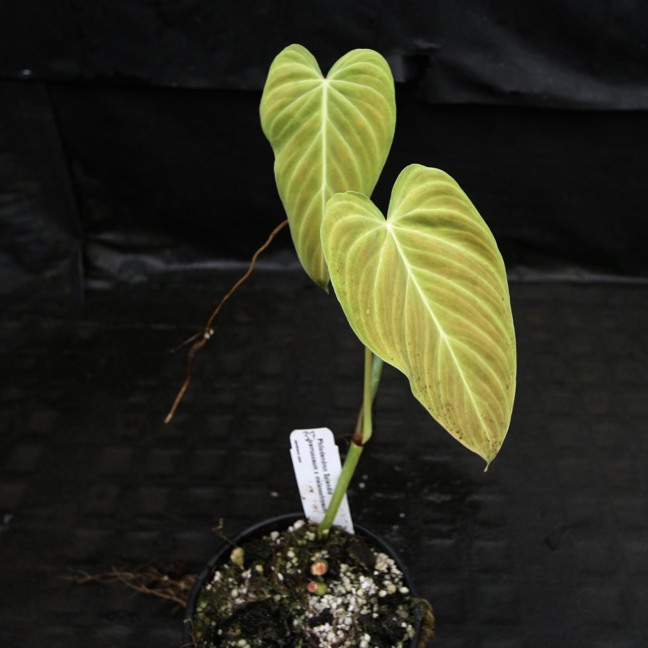 Philodendron Splendid (Philodendron hotsell Verrucosum x Melanochrysum)