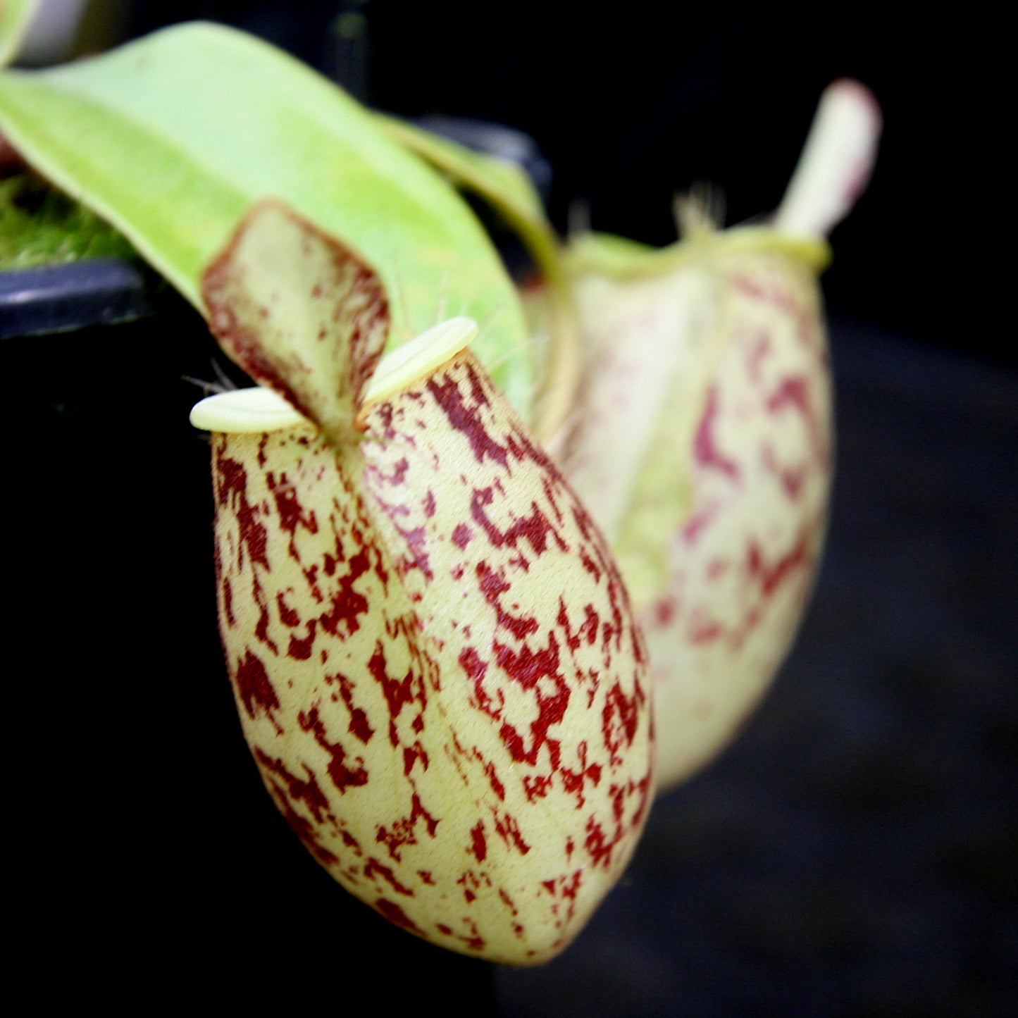 Nepenthes ampullaria South Sulawesi, CAR-0182