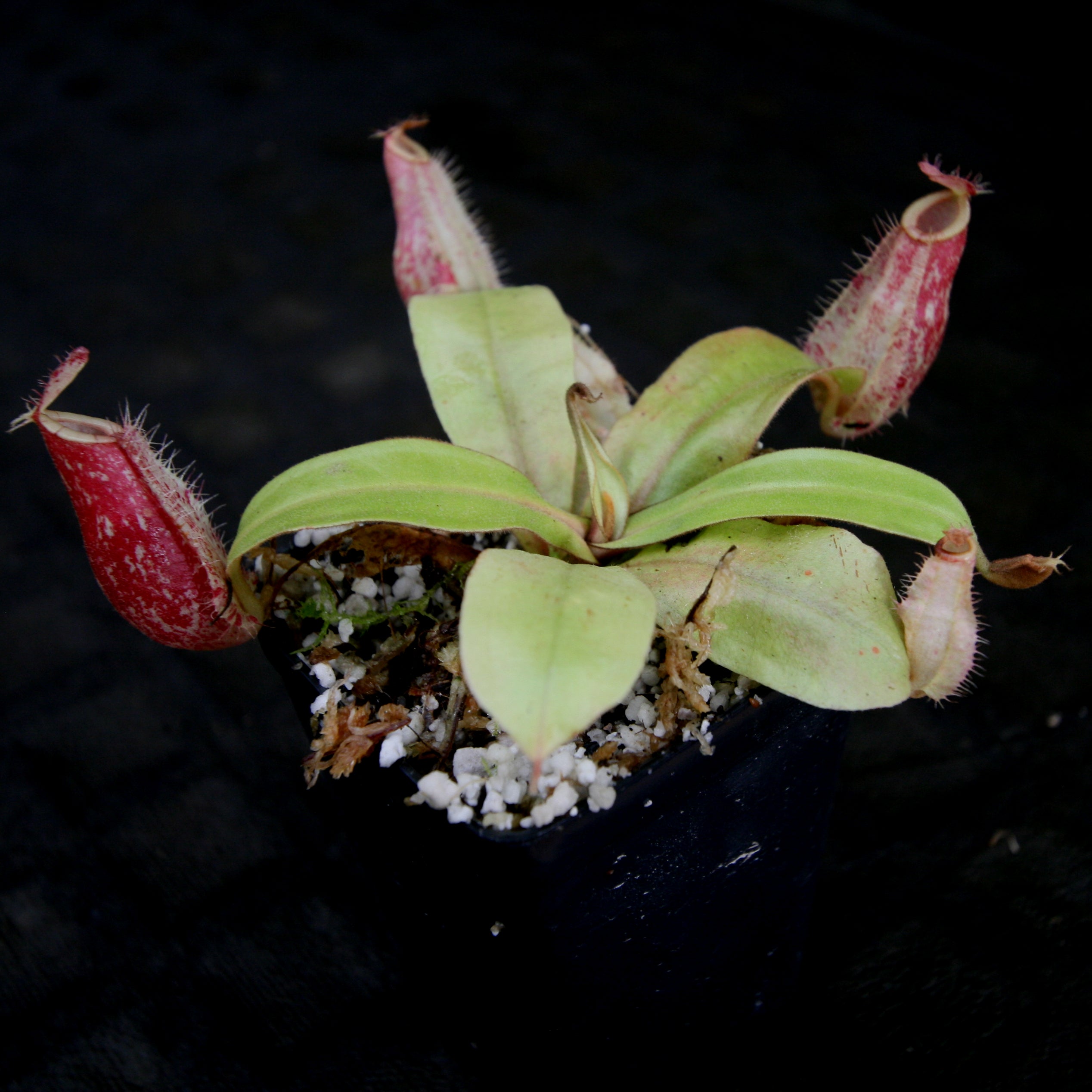 Nepenthes ampullaria