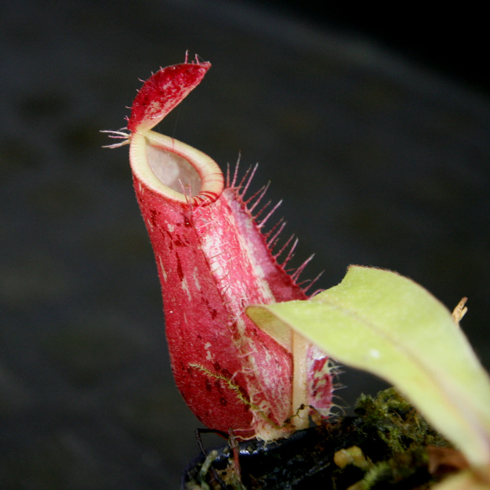 
                      
                        Nepenthes ampullaria [Tricolor x (William's Red x Harlequin)], CAR-0198
                      
                    