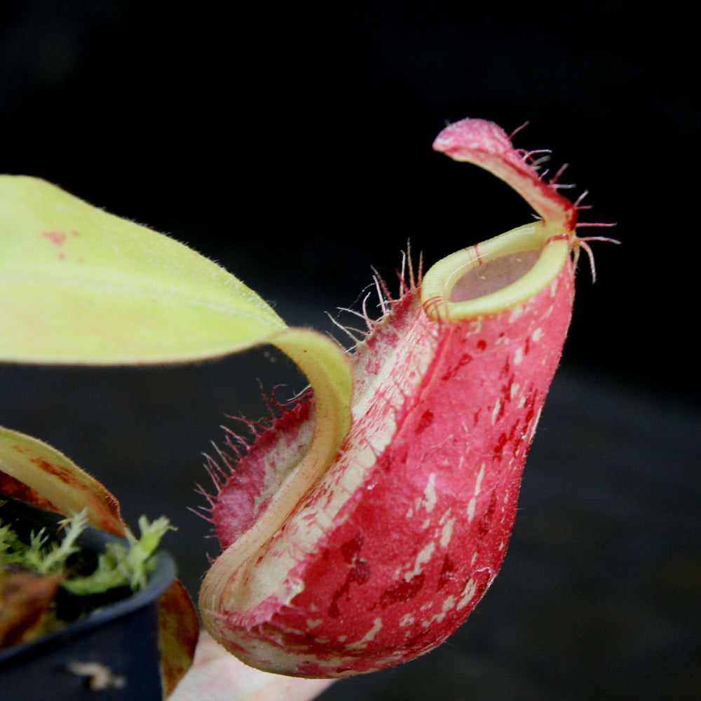 
                      
                        Nepenthes ampullaria [Tricolor x (William's Red x Harlequin)], CAR-0198
                      
                    