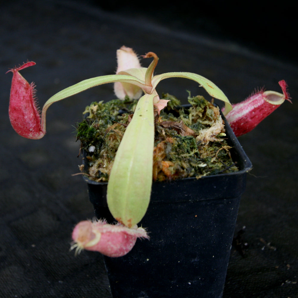 
                      
                        Nepenthes ampullaria [Tricolor x (William's Red x Harlequin)], CAR-0198
                      
                    