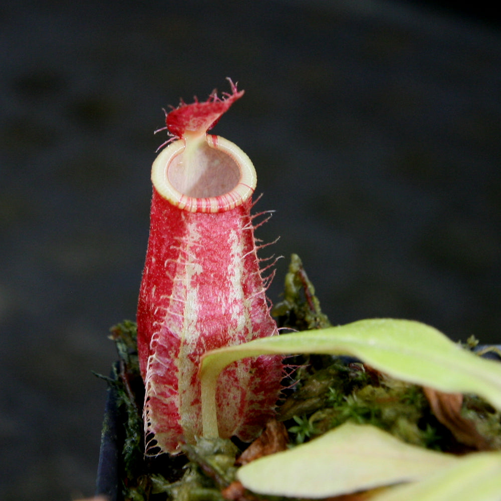 
                      
                        Nepenthes ampullaria [Tricolor x (William's Red x Harlequin)], CAR-0198
                      
                    